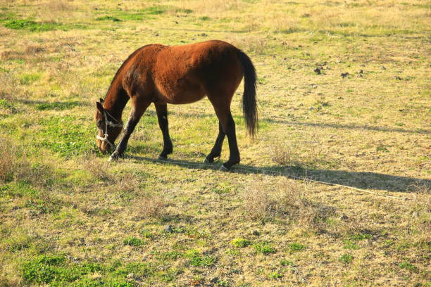 A foal grazing and playing alone in the vast green meadow