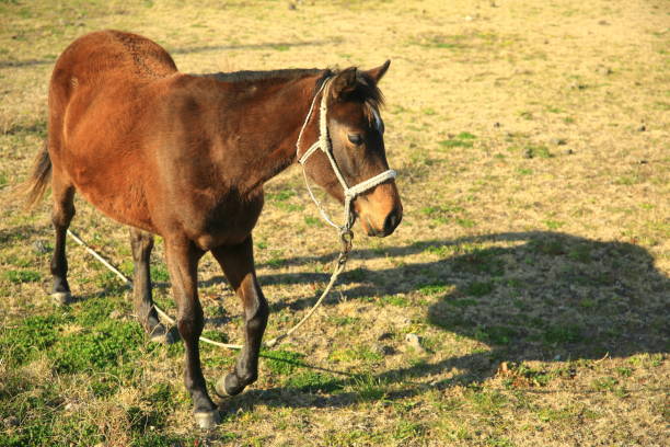 istock A foal walking alone in a wide meadow 1433942857