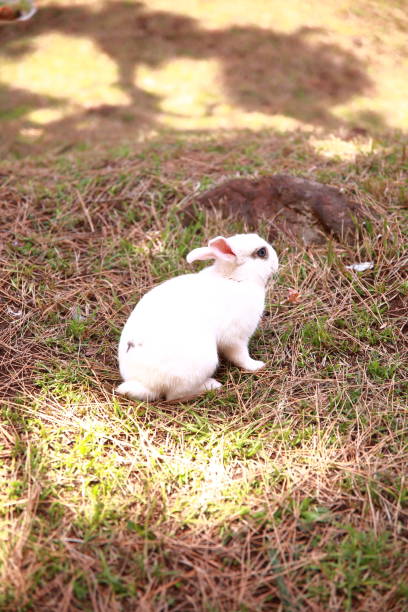istock Wild rabbits looking for food on the promenade 1433942879