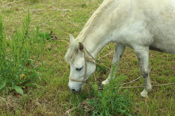 A horse grazing alone in a vast green meadow