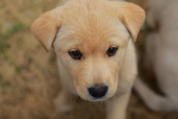 istock Curious puppy outside the fence 1433942926
