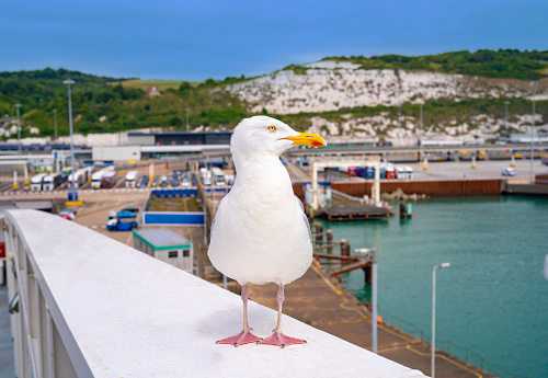Seagull in Dover Harbour in Kent England UK United Kingdom, main ferries port to Calais France