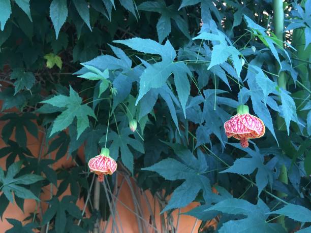 istock Chinese bell flower Brazil 1433945058