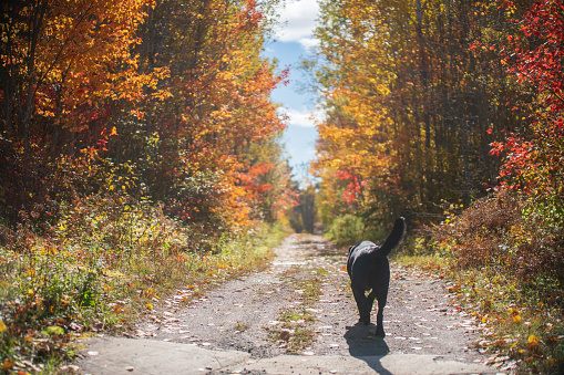 Autumn Landscape - Black Dog walking through Colour Trees