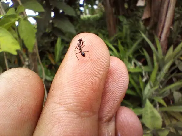 A Black Ant In The Palm Of A Man