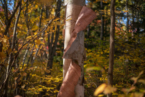 Peeling Bark from Birch Tree Trunk stock photo