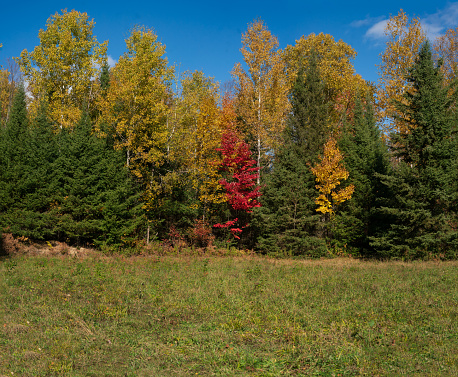 Autumn Landscape - Blue Skies with Colorful Trees