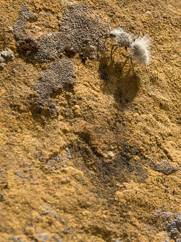 Patrolling a lichen covered sandstone boulder, a large, spiky, alien looking ant, a thistledown velvet ant walks near the Pueblo Alto trail in Chaco Culture National Historical Park.