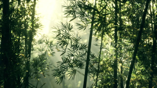 Leaves of bamboo in the smokes