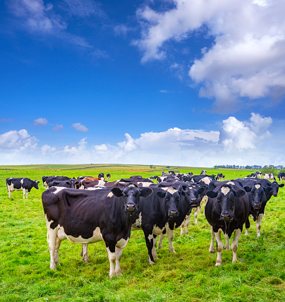 Solid cow grazing standing black white dairy in a field, large udder fully in focus, blue sky, green grass