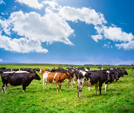 Curious cheeky red and white cow happy running towards in a green field under a blue sky and a distant horizon.\