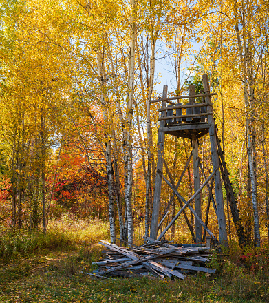 Autumn Landscape - Hunter's Post Surrounded by Birch Trees