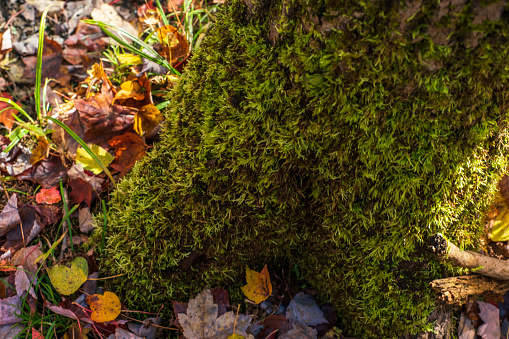 Close up of Moss growing on Tree Trunk with Leaves around it