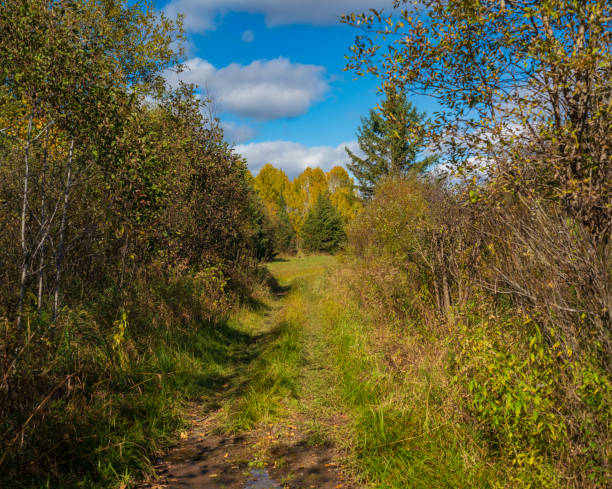 istock Autumn Landscape - Offroad Trail through Colourful Trees 1433947762
