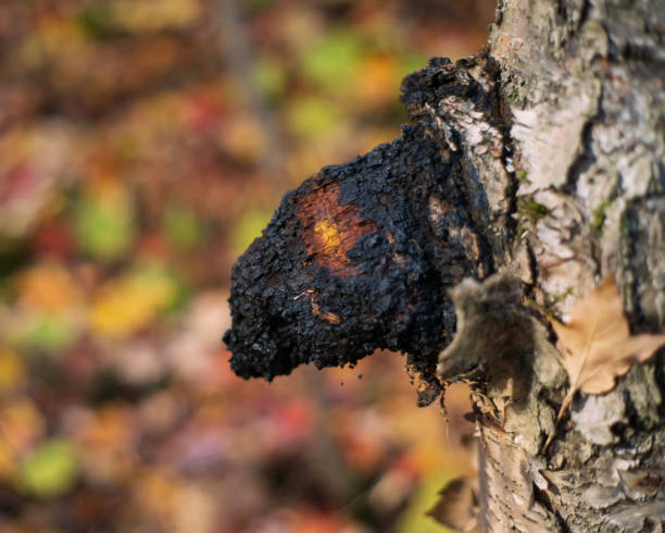 Close up of Chaga growing on a Birch Tree stock photo