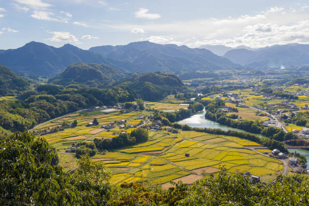 istock Rice field and blue sky from hill 1433947873
