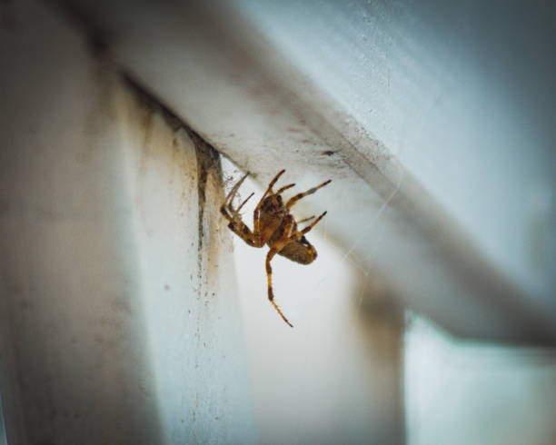 tkacz kuli - orb web spider zdjęcia i obrazy z banku zdjęć