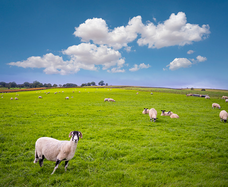 Swaledale sheeps flock grazing in a UK England meadow of United Kingdom