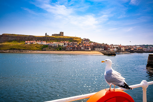 Whitby skyline and river Esk and seagull UK in Scarborough Borough Concil of England United Kingdom