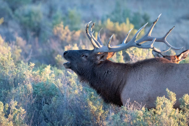 istock Dominant Bull elk establishing territory, calling to cows and challenging bulls at sunset in northern Montana 1433954815