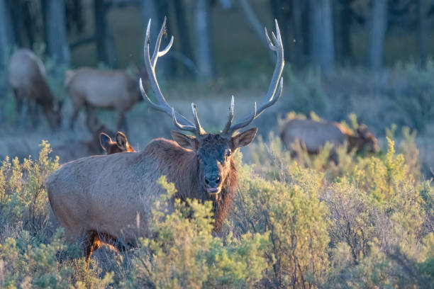 istock Dominant Bull elk establishing territory, calling to cows and challenging bulls at sunset in northern Montana 1433958417