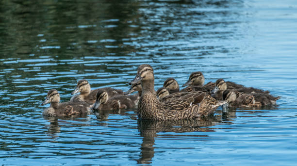 family of ducks on lake - duckling parent offspring birds imagens e fotografias de stock