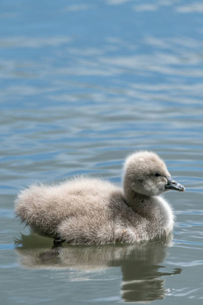 istock Cygnet Swimming on Lake 1433962410