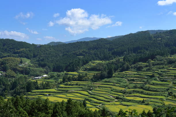istock Yoshinobu Terraced Rice Fields,Harvest Autumn (Motoyama Town, Kochi Prefecture) 1433966817