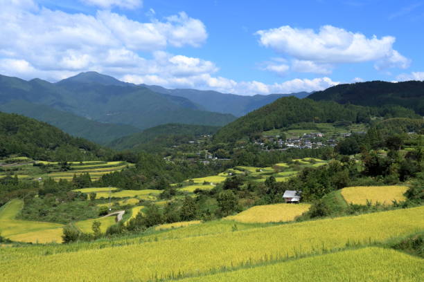 istock Yoshinobu Terraced Rice Fields,Autumn Harvest (Motoyama Town, Kochi Prefecture) 1433966903