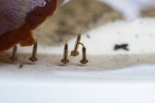 istock Mosquito larvae in stagnant water close up 1433974455