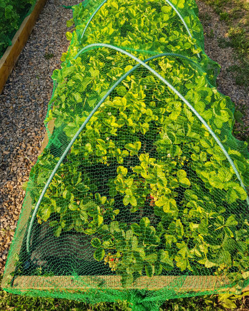 istock Vertical photo with raised beds with strawberries, under a protective net from birds, a summer rural day 1433975163