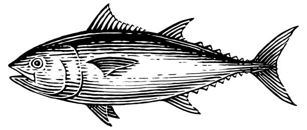 illustrazioni stock, clip art, cartoni animati e icone di tendenza di ficodindia - tuna