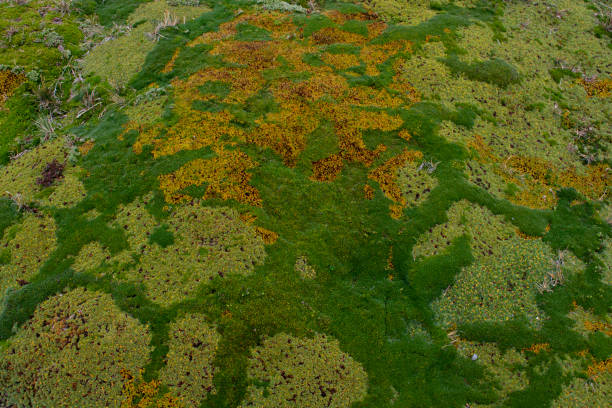 Lenga Fotos Stock Photos e Imagens iStock