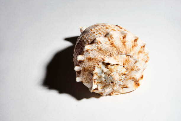 Shell series: sea shells in various colors