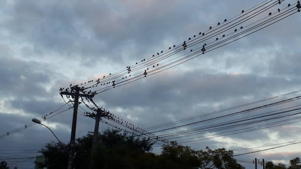 istock Sky Photograph - Birds - Brazil 1433993930