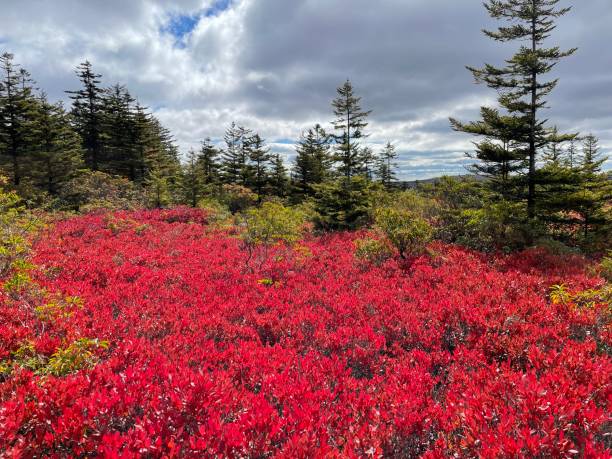 istock Baxter State Park Autumn, Maine 1433994334