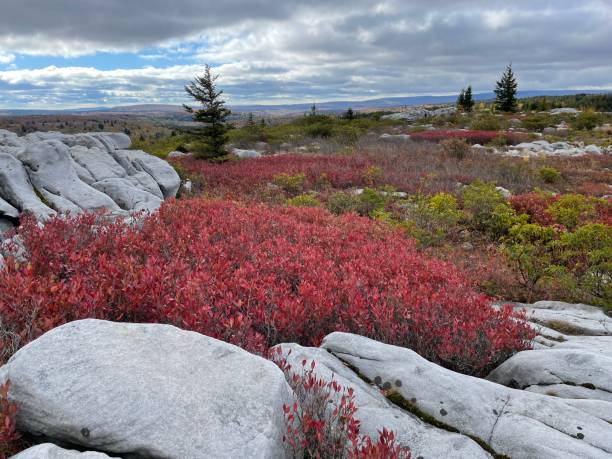 istock Dolly Sods Wilderness Landscape 1433994506