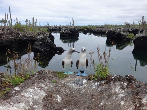 Pelican in Galapagos Islands