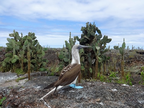 Blue-footed boobies in Los Tuneles. Isabela island. Galápagos.