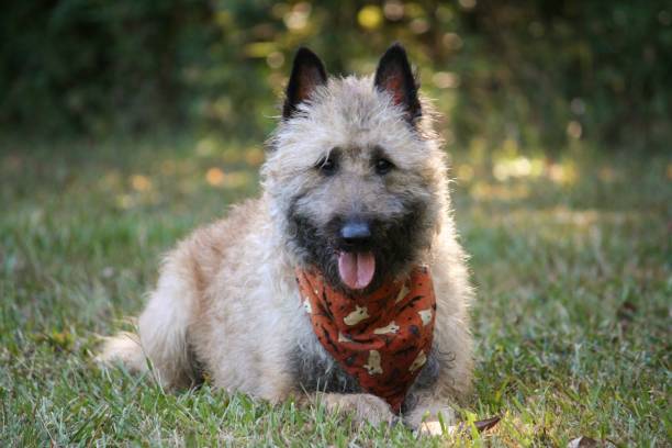 laekenois à l’automne - belgian sheepdog photos et images de collection