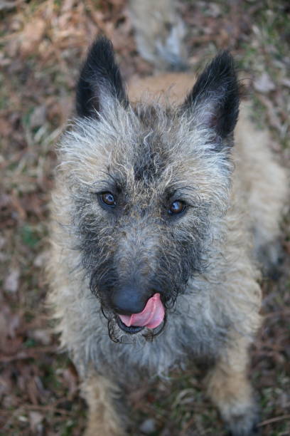istock Belgian Shepherd with tongue out 1433996441