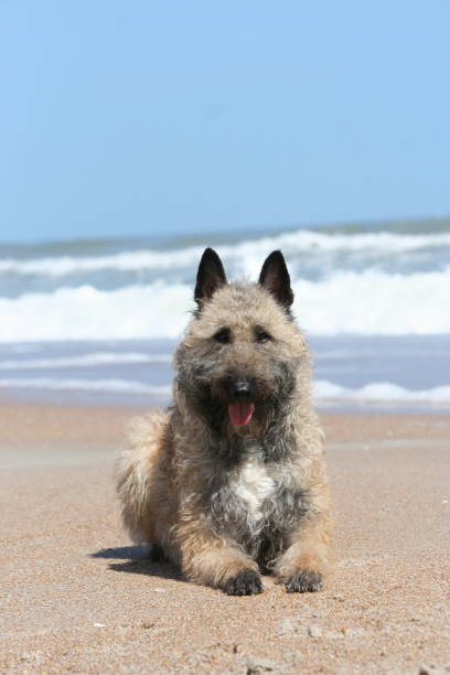 istock Belgian Shepherd Laekenois laying on beach 1433997668