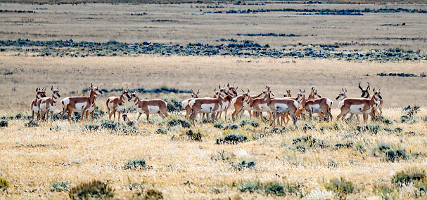 Large herd of antelope (or pronghorn) on Wyoming plains in western USA near Cody, Wyoming and Yellowstone National Park.