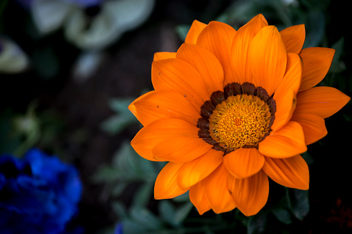 Gazania orange flower