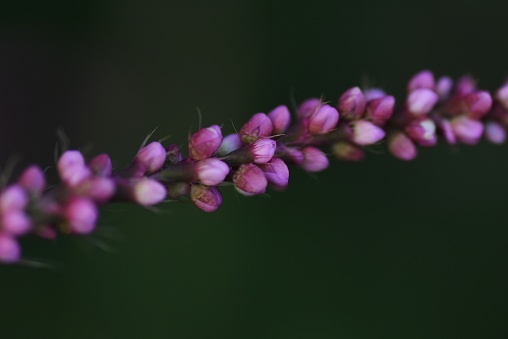 Creeping smartweed flowers. Polygonaceae annual weed. From June to November, reddish-purple florets are densely attached to the spikes.