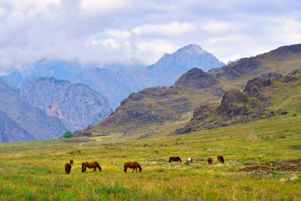 Horses on a mountain pasture. Morning at the foot of the mountains under a cloudy sky. Altai Republic, Siberia, Russia, 2022