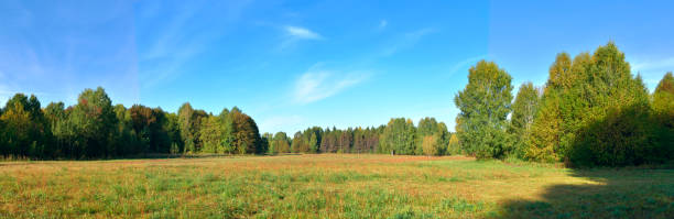 istock Forest park in early autumn 1434007030