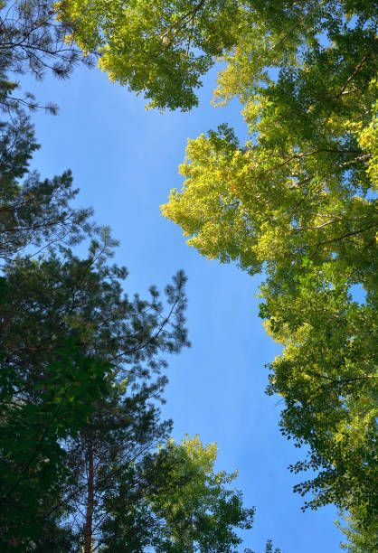 istock Tree crowns in early autumn 1434007069