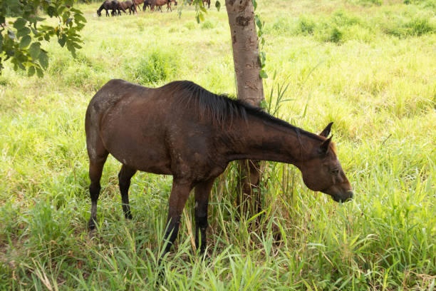 istock The behavior of a horse that is slowly grazing 1434007229