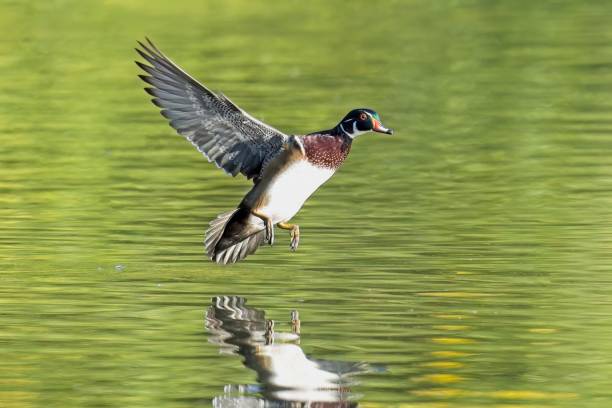 istock Male wood duck prepares for a water landing. 1434007731
